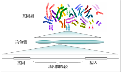 Human genome to genes zh.png