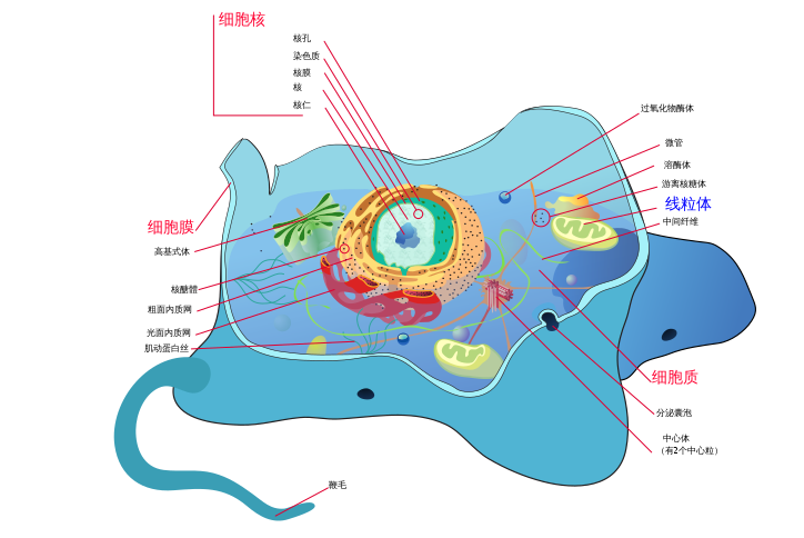 Animal_cell_structure_zh-hans.svg.png