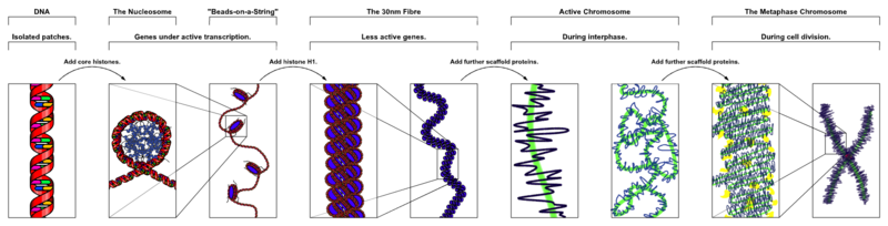 800px-Chromatin_Structures.png