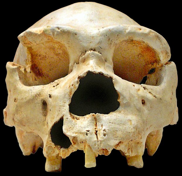 620px-Homo_heidelbergensis-Cranium_-5.jpg