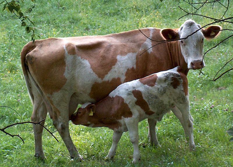 800px-Cow_and_calf.jpg